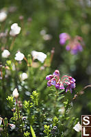 Pink And White Heather