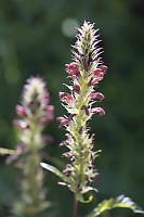 Towering Lousewort