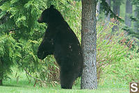 Bear Rubbing Tree