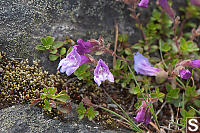 Davidsons Penstemon