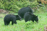 Two Baby Bears And Mom