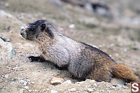 Marmot Side