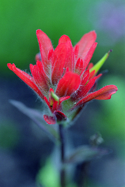 red indian paintbrush