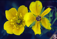 Subalpine Buttercup