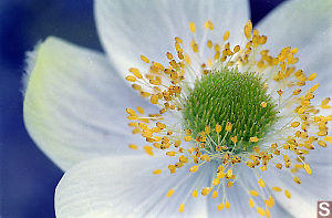 Western Anemone Flower