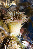 Anemone And Crab