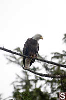 Eagle On Tree Branch