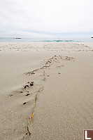 Kelp In Sand