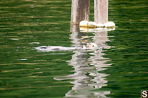 Sea Otter By Piling