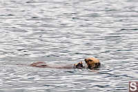 Sea Otter Eating Crab