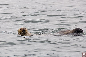 Sea Otter With Ears