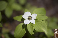 Canadian Bunchberry