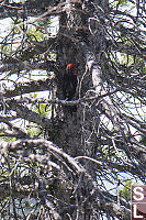 Red Breasted Sap Sucker