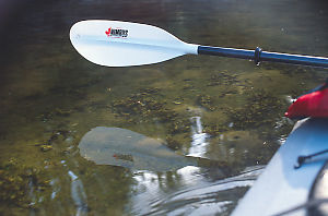 Paddle Over Shallow Water