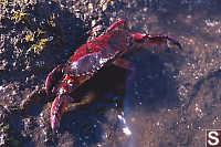 Red Rock Crab