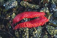 Salmon Roe On Rocks