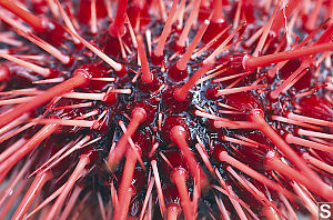 Spines On Urchin