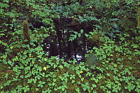 Mirror In Forest