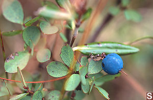 Bog Blueberry