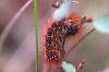 Willow Dagger Moth