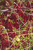 Bog Cranberry, Small Cranberry