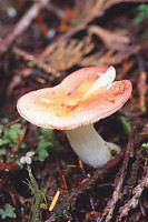 Mushroom Pushing Up