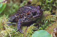 Western Toad In Moss