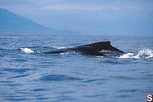 Two Humpbacks Together