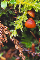 Orange Caps Hiding Under Moss