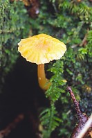 Yellow Cap In Moss