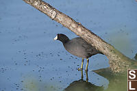 American Coot On Fallen Tree