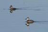 Female Ruddy Duck