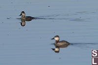 Female Ruddy Duck