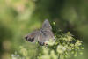 gray hairstreak