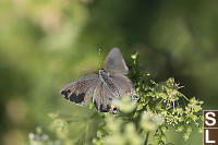 Grey Hairstreak