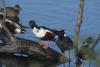 Northern Shoveler Preening