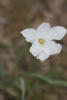 prairie lily, Rain Lily