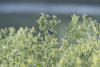 Song Sparrow