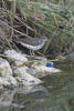 Spotted Sandpiper