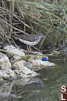 Spotted Sandpiper