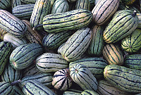 Mellon Shaped Gourds