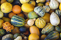 Mixed Gourds