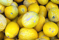 Yellow Gourds