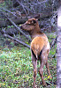 Baby Elk