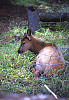 Elk, Wapiti