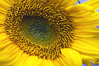 Tight Sunflower