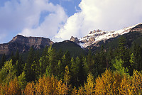 Layers Of Coloured Trees