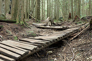 Bike Trail With Hump