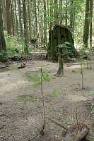 Old Stump New Tree