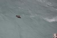 American Dipper Flying By